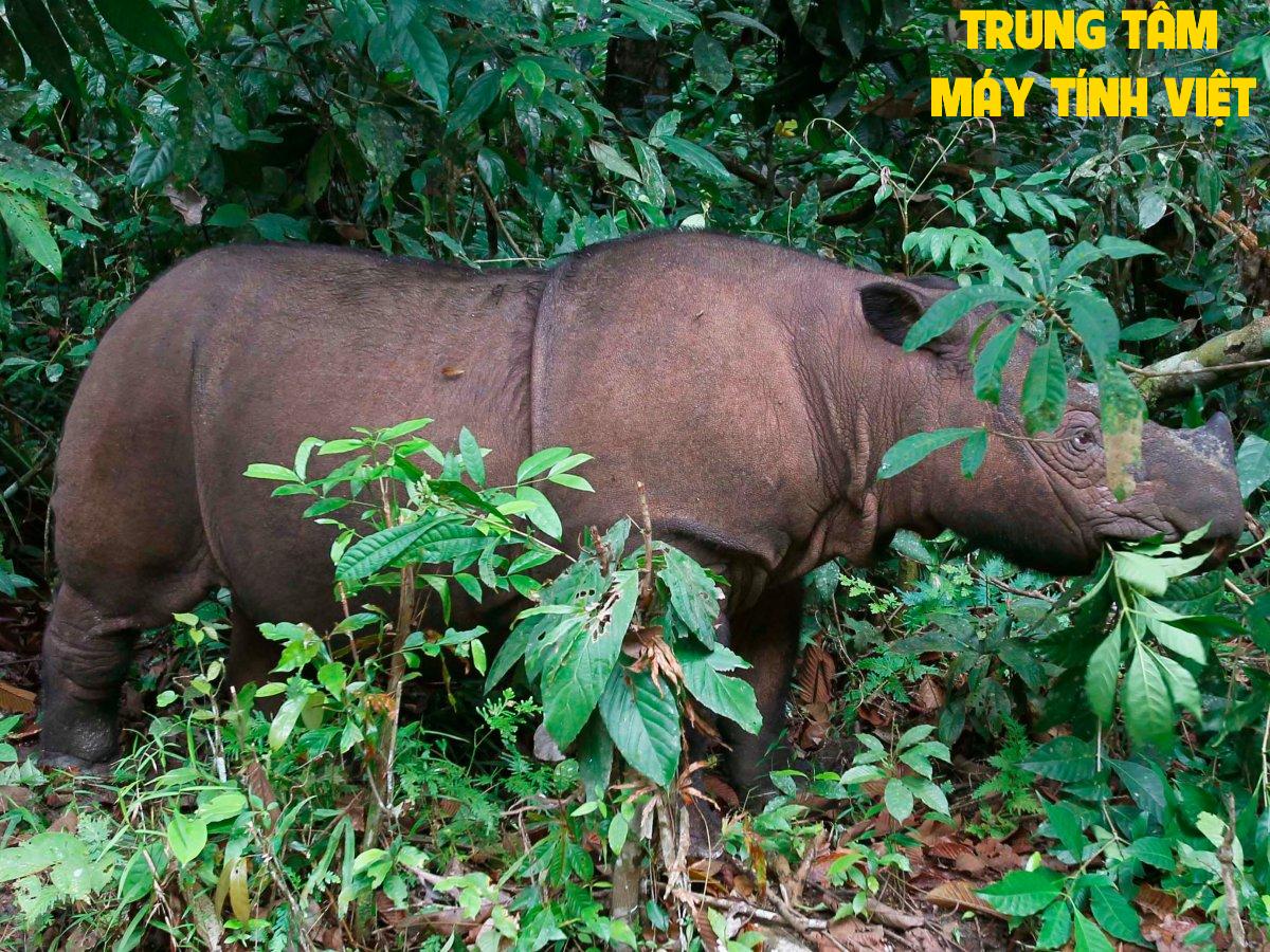 Hổ Trợ Cài đặt Rhinoceros Dùng Vĩnh Viễn